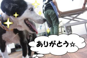 笑顔ボーダーコリー