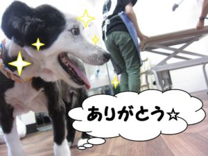 笑顔ボーダーコリー