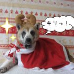 トナカイさん柴犬