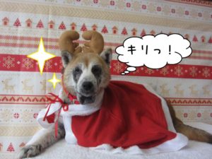 トナカイさん柴犬