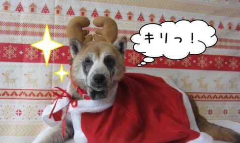 トナカイさん柴犬