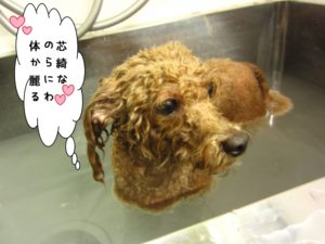 スパ中トイプードル