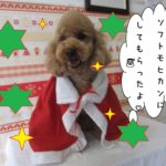 サンタさんトイプードル