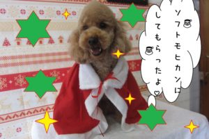 サンタさんトイプードル