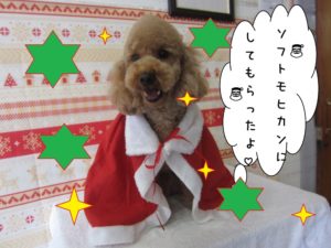 サンタさんトイプードル