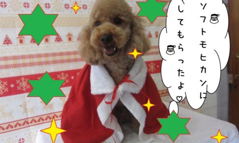 サンタさんトイプードル