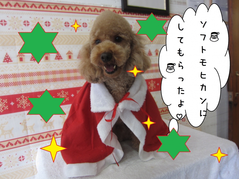 サンタさんトイプードル