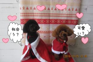 サンタさんトイプードル