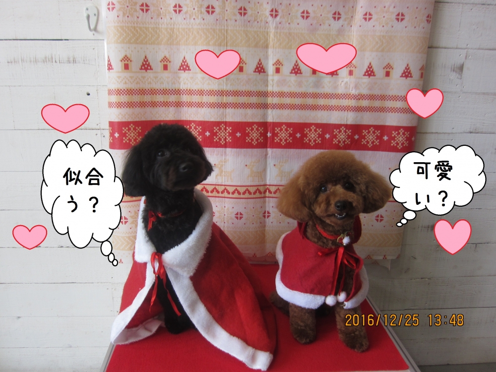 サンタさんトイプードル