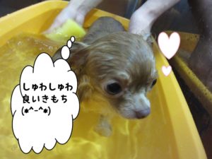 スパ中チワワ