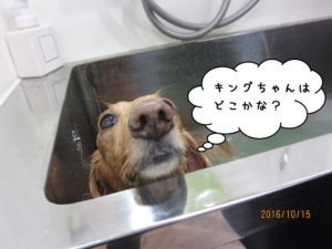 シャンプー中ミニチュアダックス