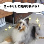 笑顔シェルティー