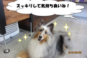 笑顔シェルティー