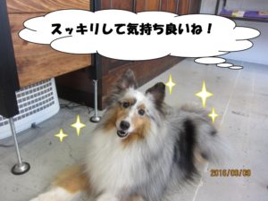 笑顔シェルティー