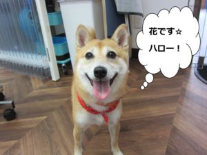 施術後柴犬