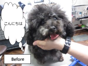 カット前トイプードル