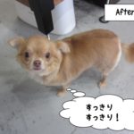 おすましチワワ