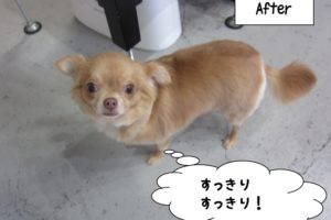 おすましチワワ