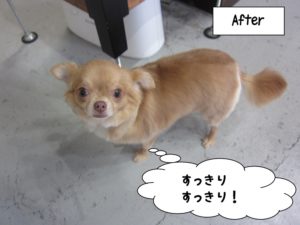 おすましチワワ