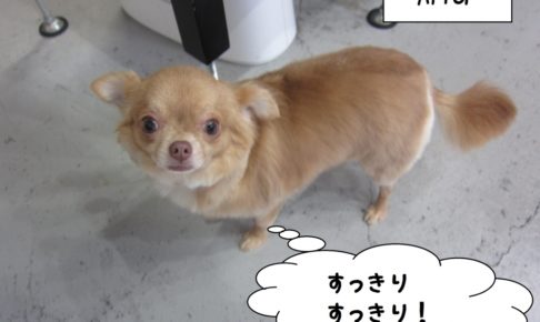 おすましチワワ