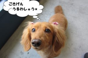 お嬢様ミニチュアダックス