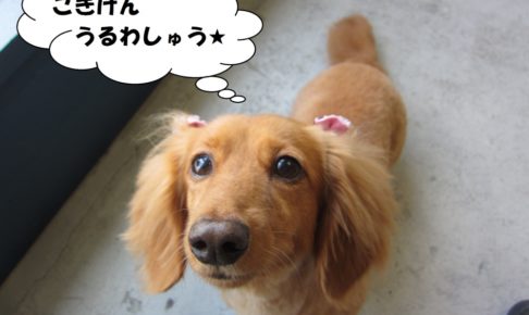 お嬢様ミニチュアダックス