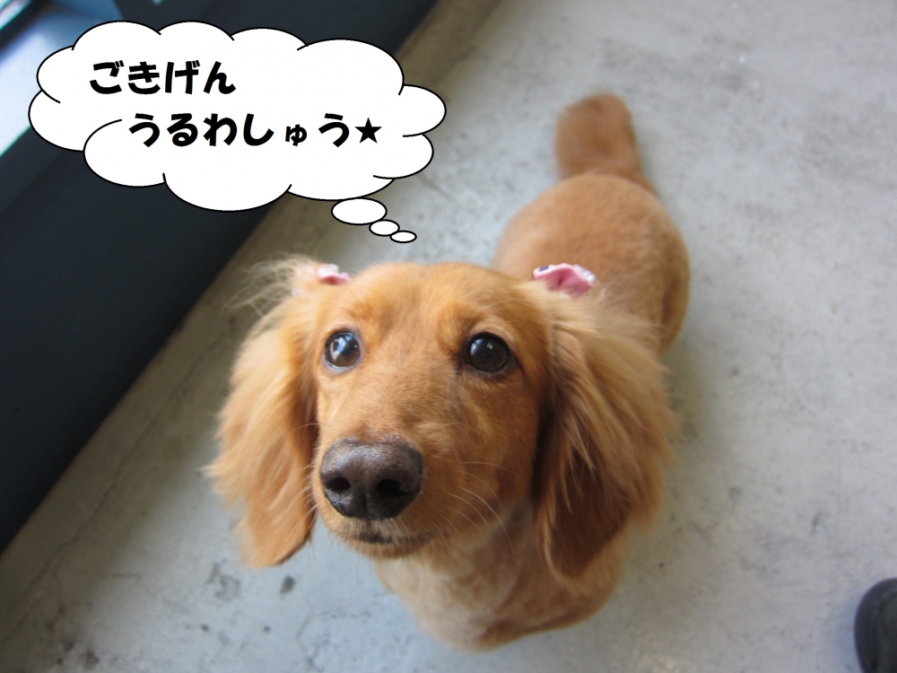 お嬢様ミニチュアダックス