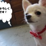 えっへんチワワ