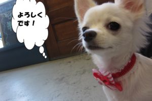 えっへんチワワ