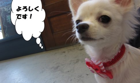 えっへんチワワ