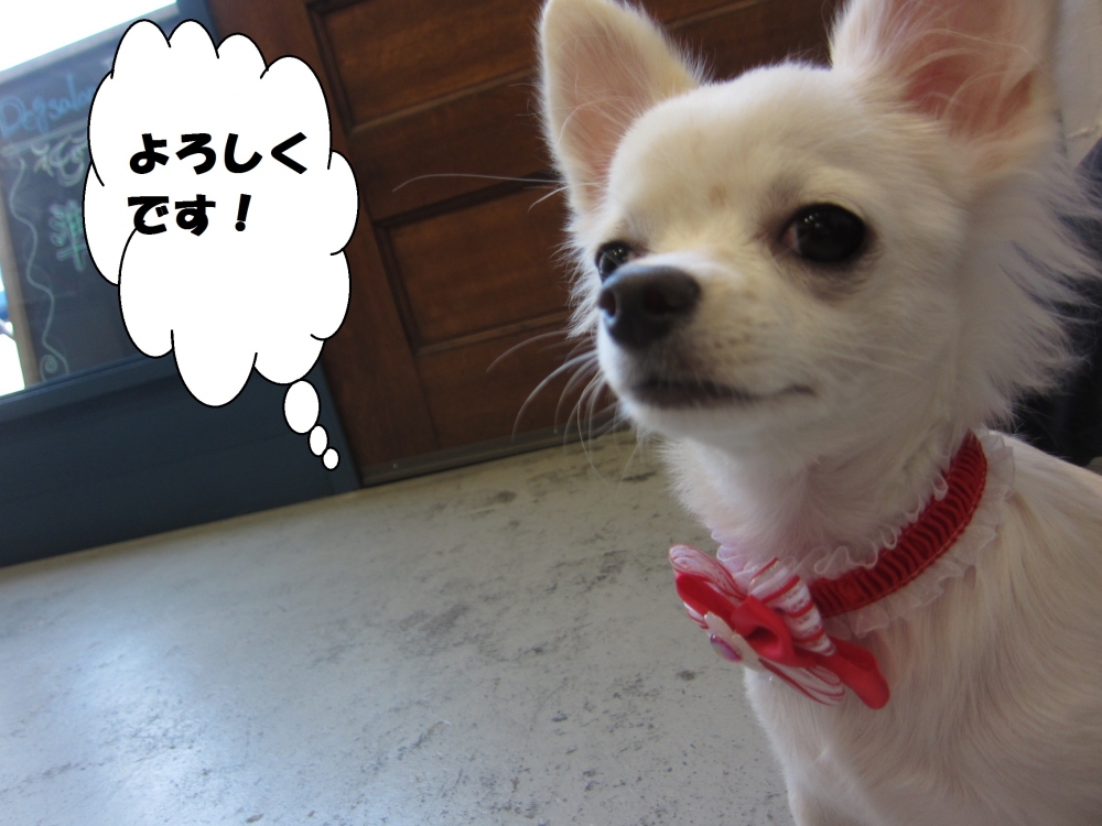 えっへんチワワ