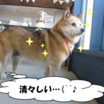 施術後ミックス