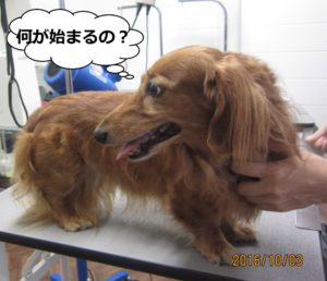 施術前ミニチュアダックス