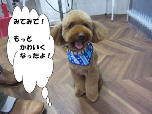 施術後トイプードル