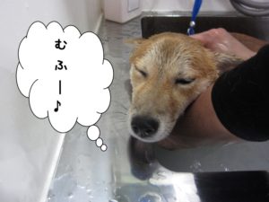 スパ中柴犬