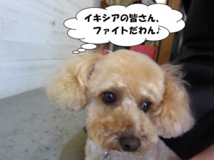 施術後トイプードル