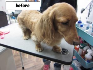 カット前ミニチュアダックス