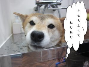 スパ中柴犬