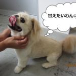 カット後ペキニーズ