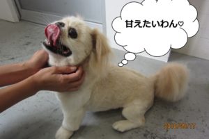 カット後ペキニーズ