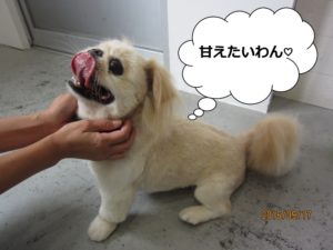 カット後ペキニーズ