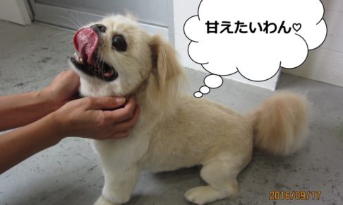 カット後ペキニーズ