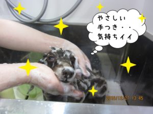 シャンプー中ミニチュアダックス