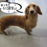 横からミニチュアダックス