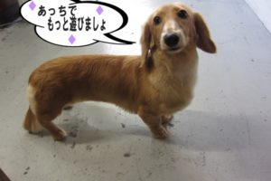 横からミニチュアダックス