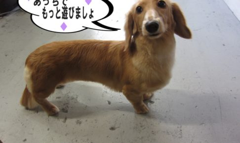 横からミニチュアダックス