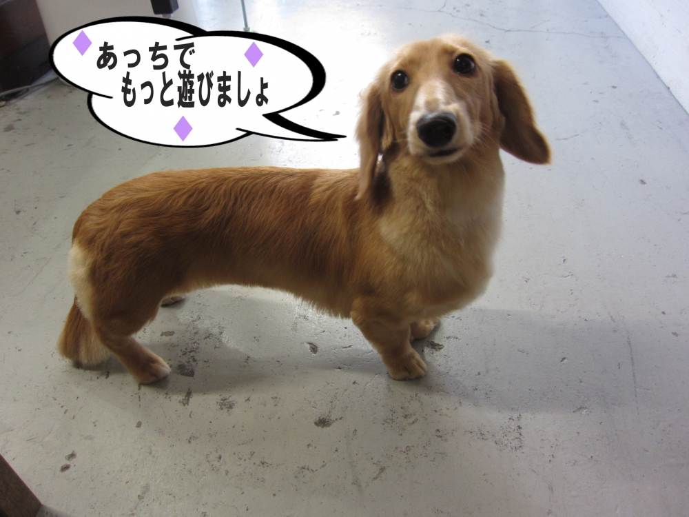 横からミニチュアダックス