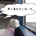 窓際マルチーズ