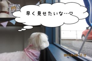 窓際マルチーズ