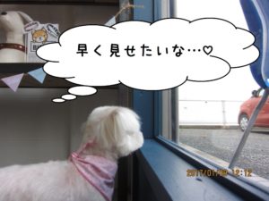 窓際マルチーズ